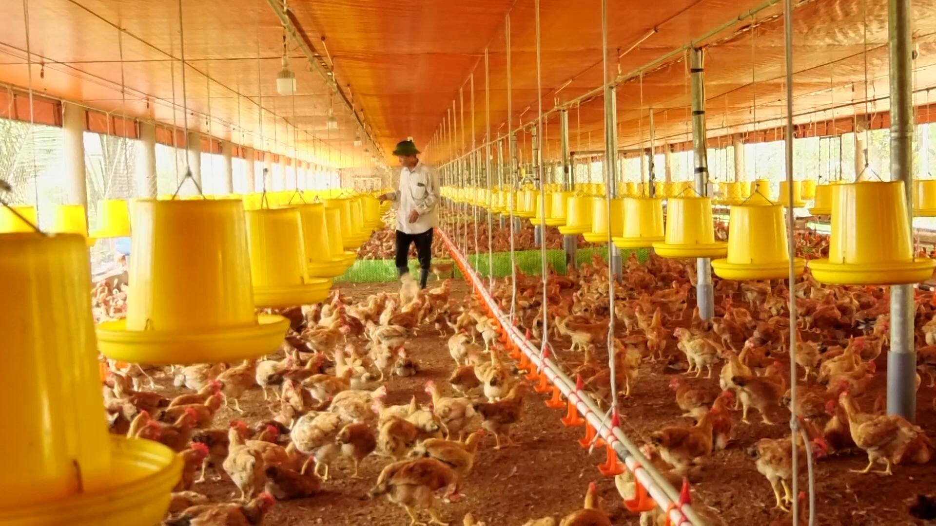 Yêu cầu các hộ dân chấp hành các quy định pháp luật trong hoạt động chăn nuôi trên địa bàn xã Vĩnh Hoàng